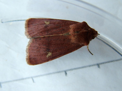 Square-spot Rustic
